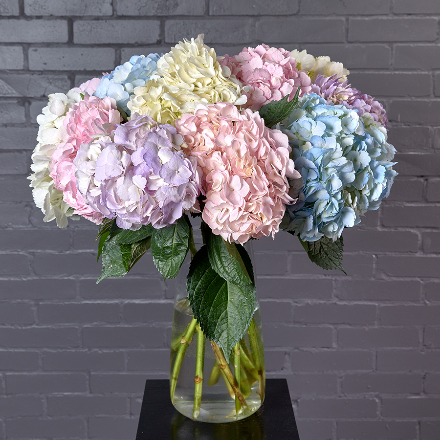 Гортензия "Пастельный микс", 15 штук.