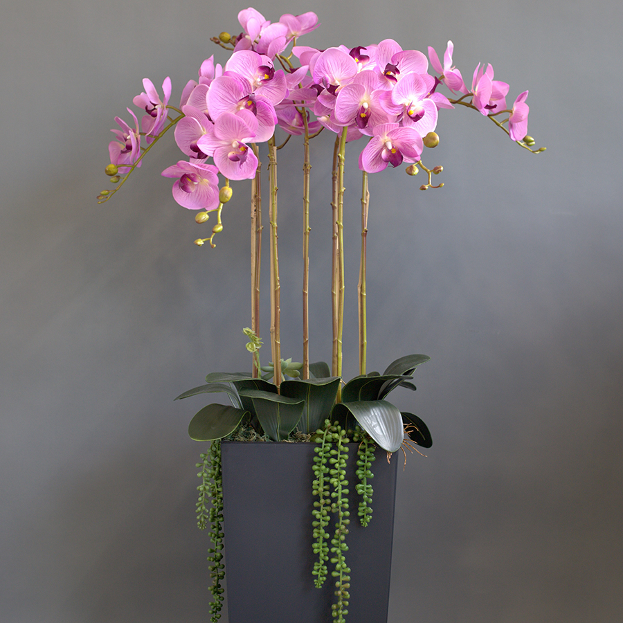 Фаленопсисы в высоком черном кашпо.
