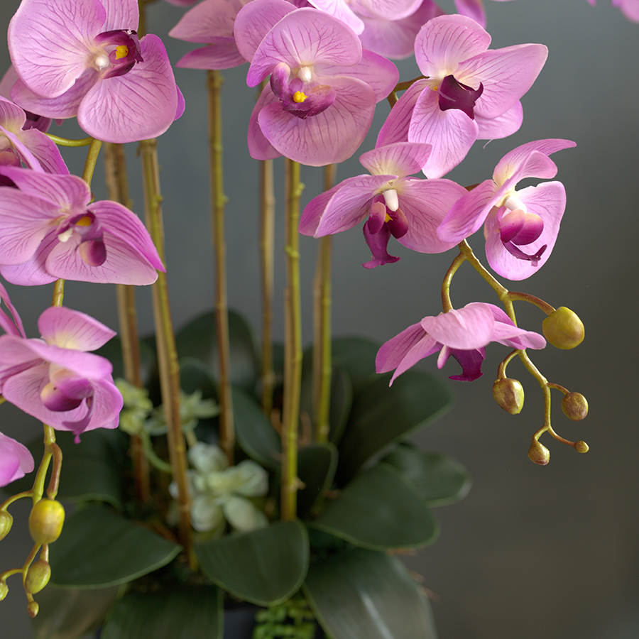 Фаленопсисы в высоком черном кашпо.