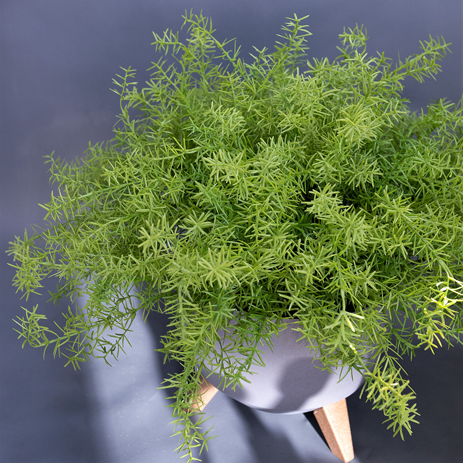 Аспарагус в напольном кашпо серого цвета.